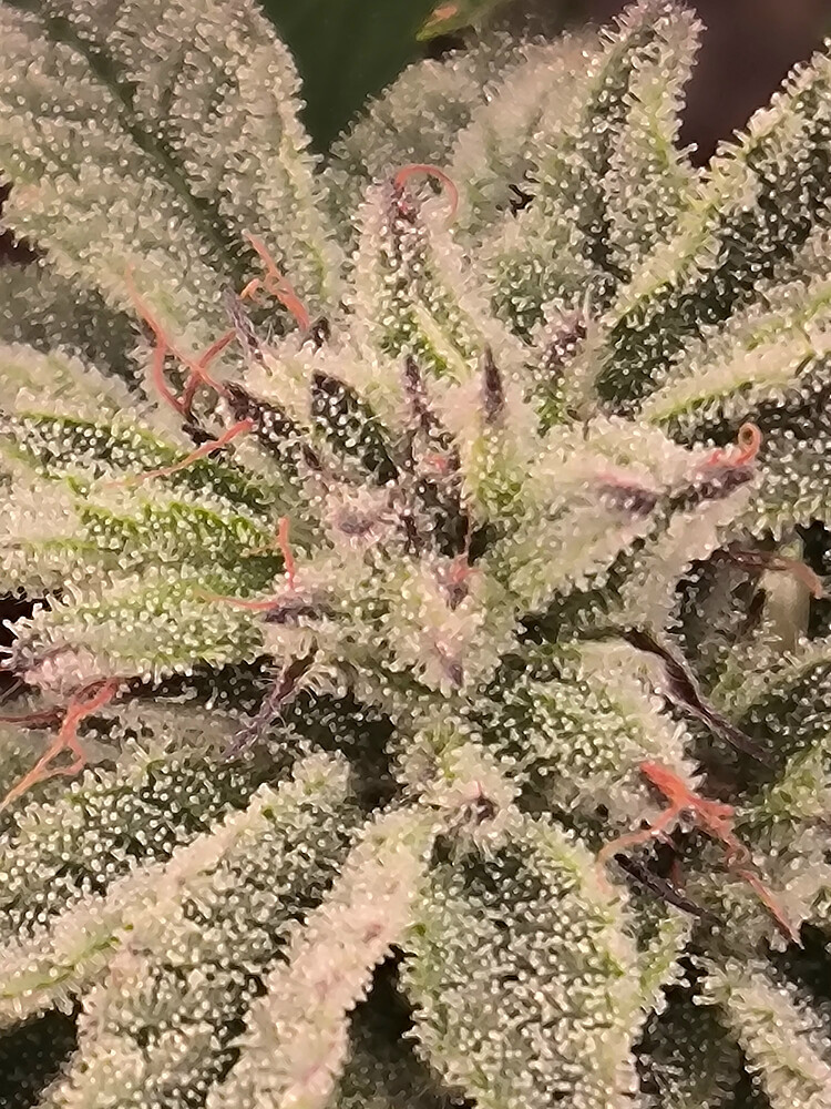 Growreport Bild 3