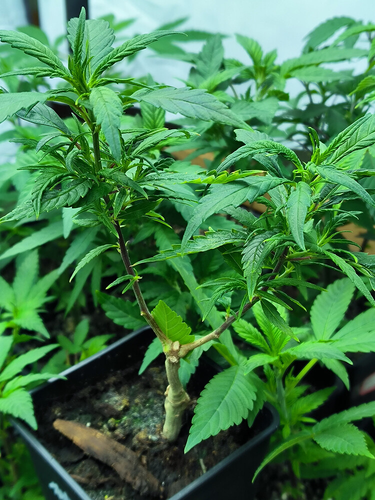 Growreport Bild 7