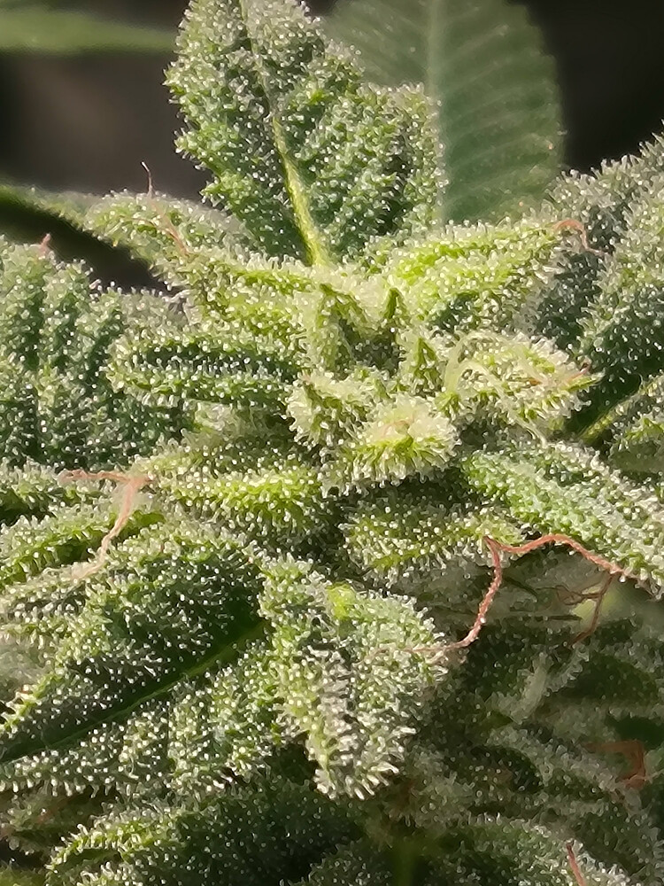 Growreport Bild 10