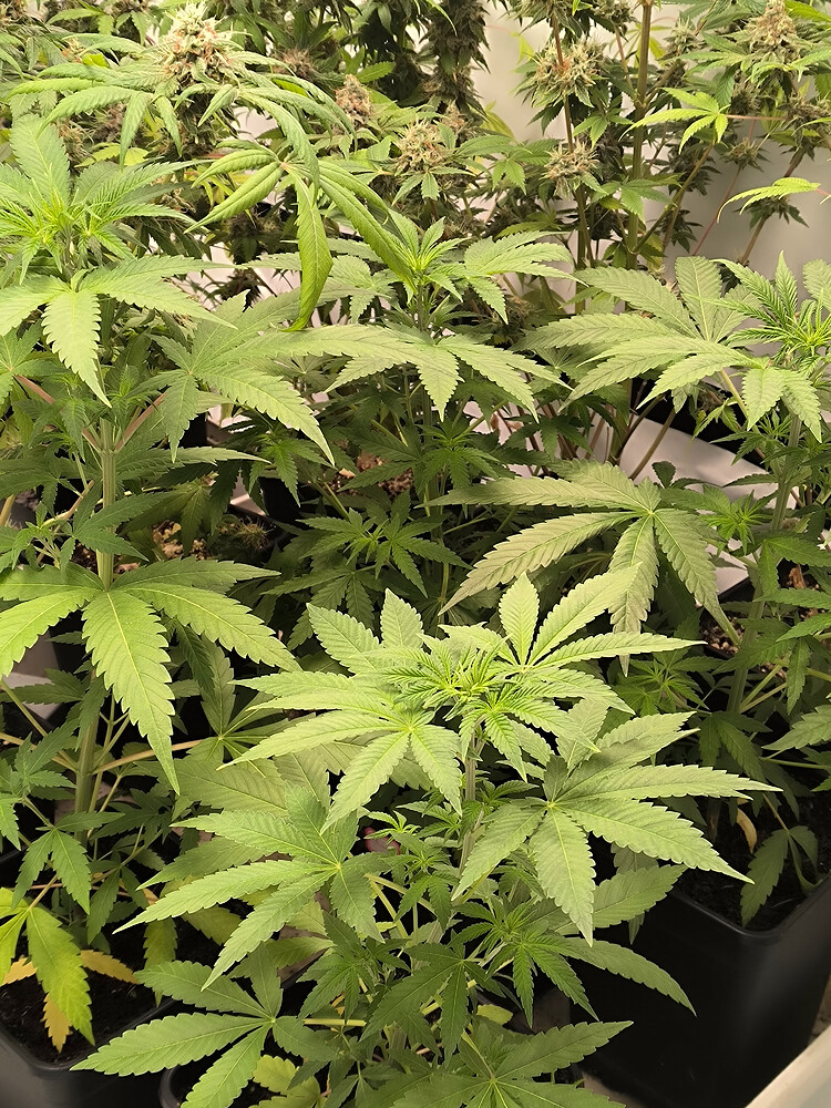 Growreport Bild 37