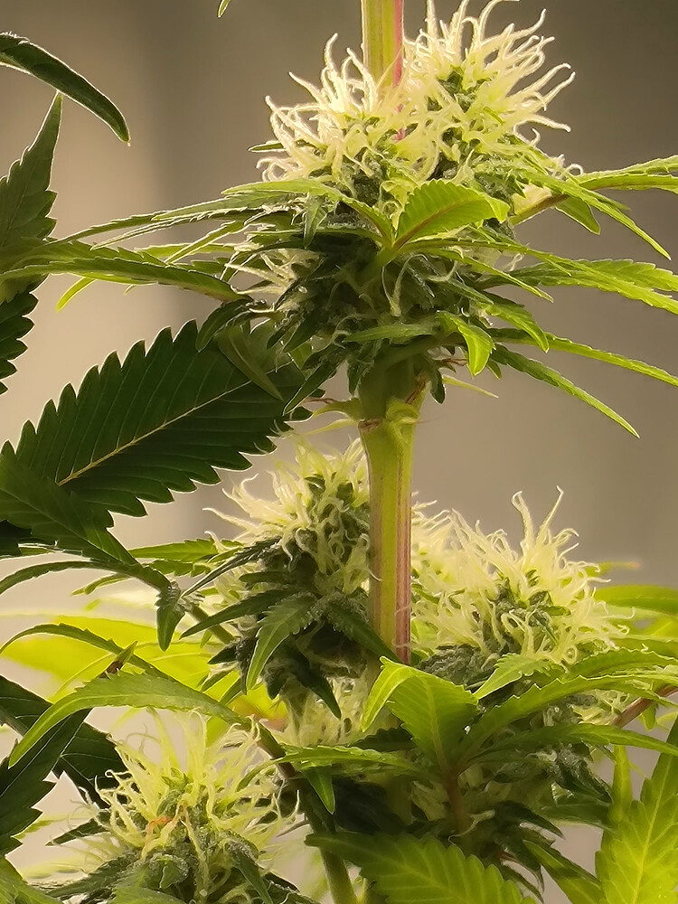 Growreport Bild 88