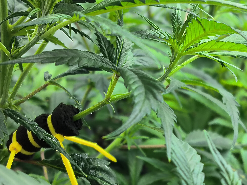 Growreport Bild 7