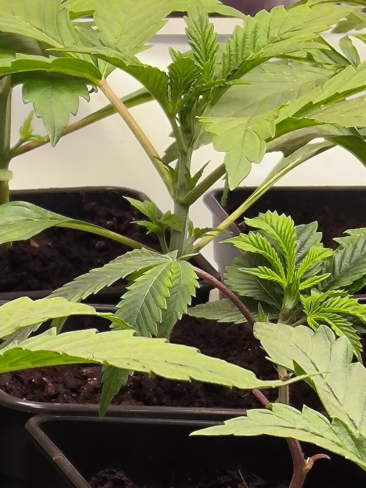 Nahaufnahme von zwei jungen Cannabis-Pflanzen im Wuchsstadium, die in dunklen Töpfen mit Erde stehen. Die Pflanzen zeigen mehrere grüne Blätter und Stängel, wobei die obere Spitze einer Pflanze deutlich mehr neue Triebe aufweist.
