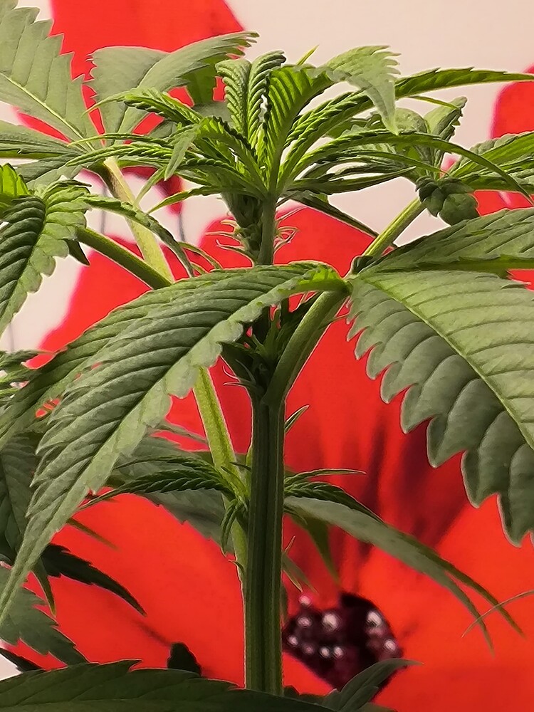 Eine junge Cannabis-Pflanze im Wuchsstadium mit mehreren grünen Blättern und einem zentralen Stiel. Im Hintergrund ist eine rote Fläche mit einem Muster zu sehen, das an Mohnblumen erinnert.