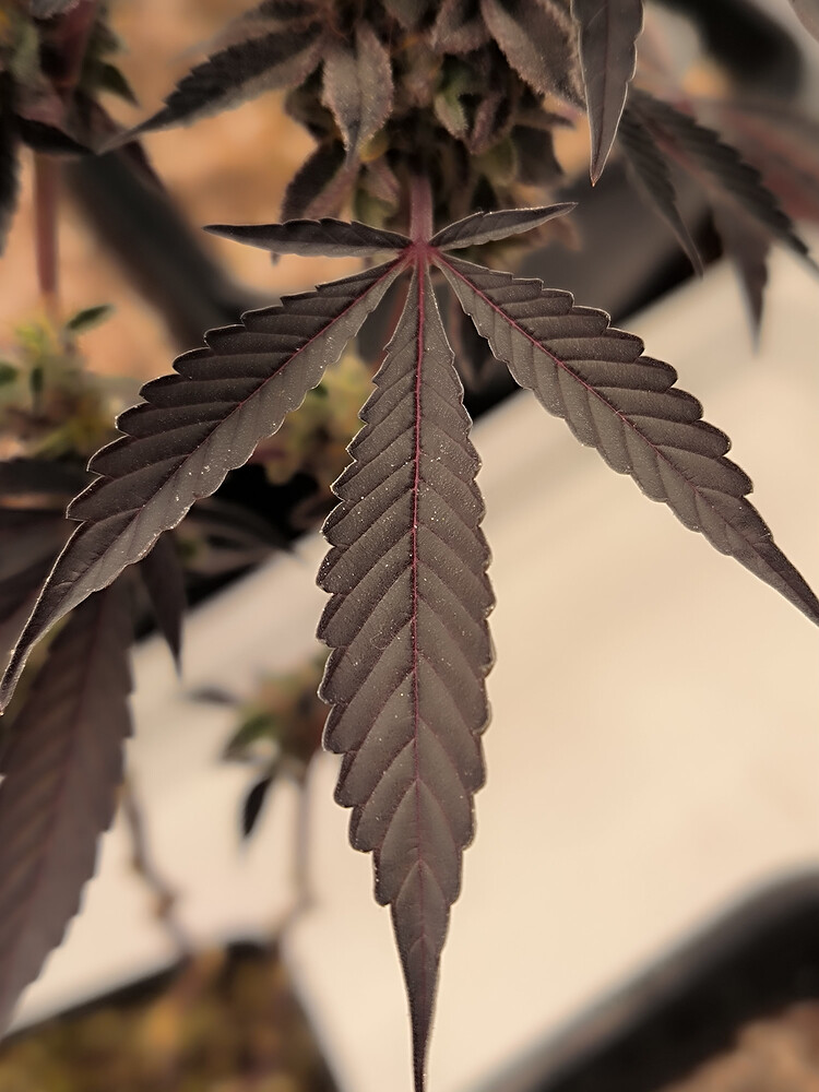 Growreport Bild 24