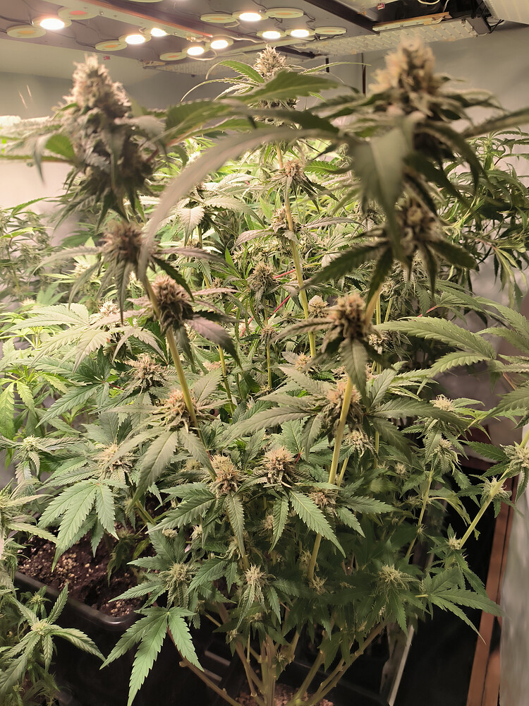 Growreport Bild 6