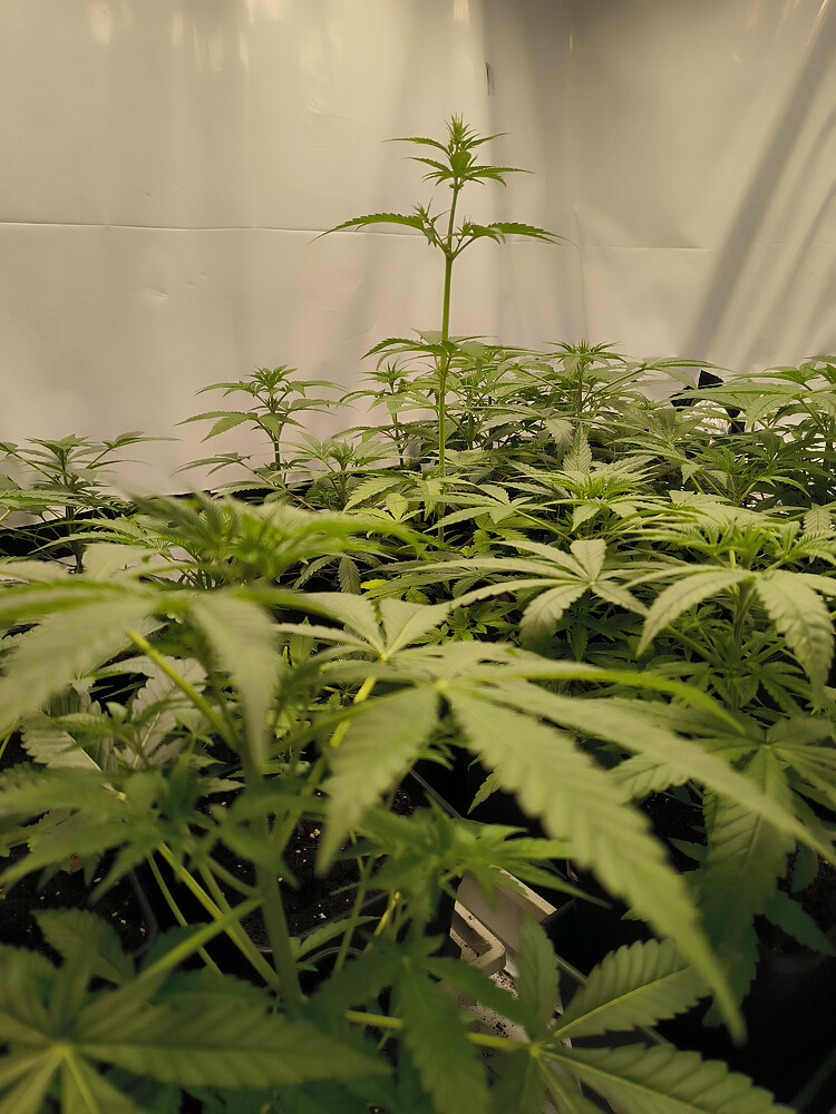 Growreport Bild 24