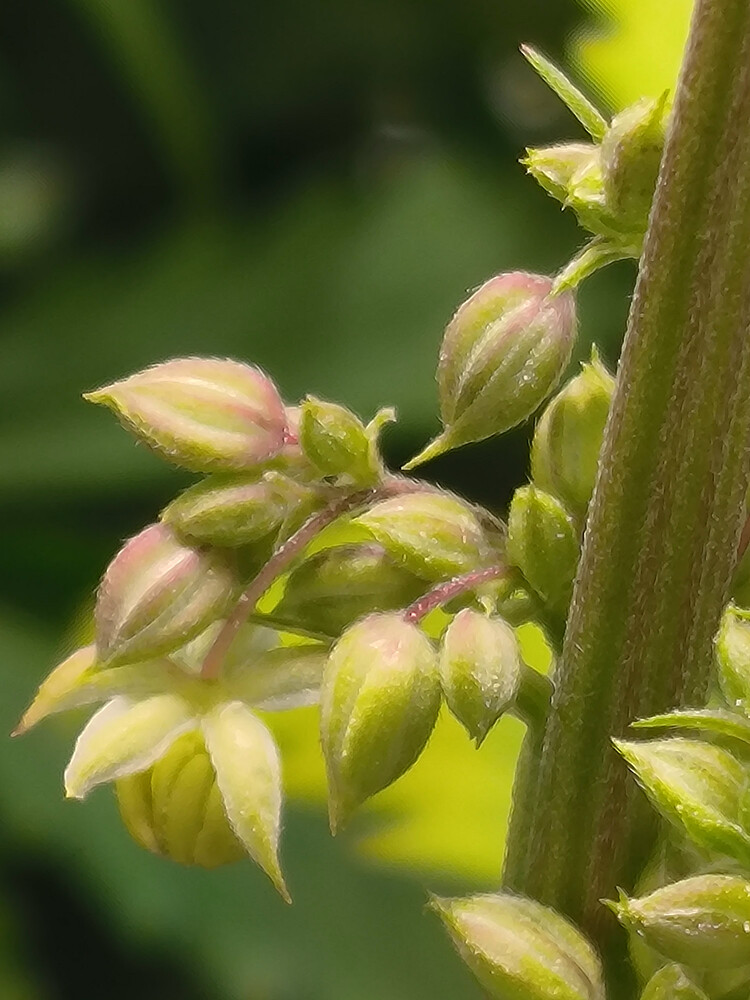 Growreport Bild 6