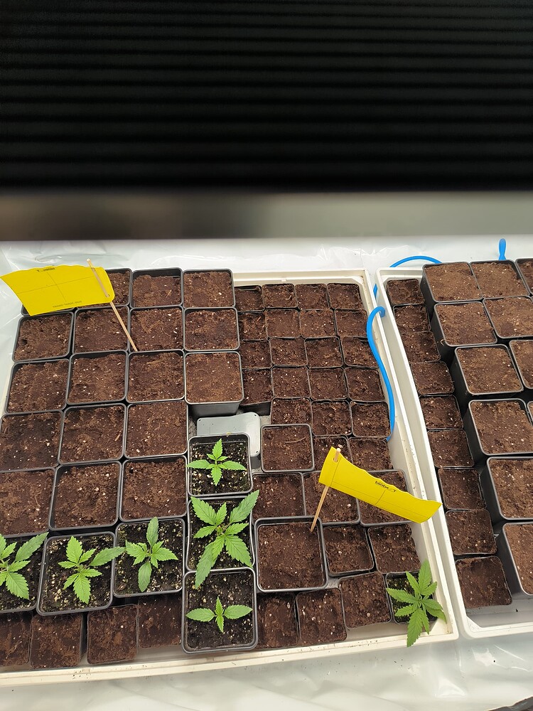 Mehrere kleine Cannabis-Pflanzen in einzelnen Töpfen, die in zwei großen Tabletts angeordnet sind. Einige Töpfe sind leer, während andere junge Pflanzen mit mehreren Blättern enthalten. Gelbe Markierungen sind in einigen Töpfen angebracht.