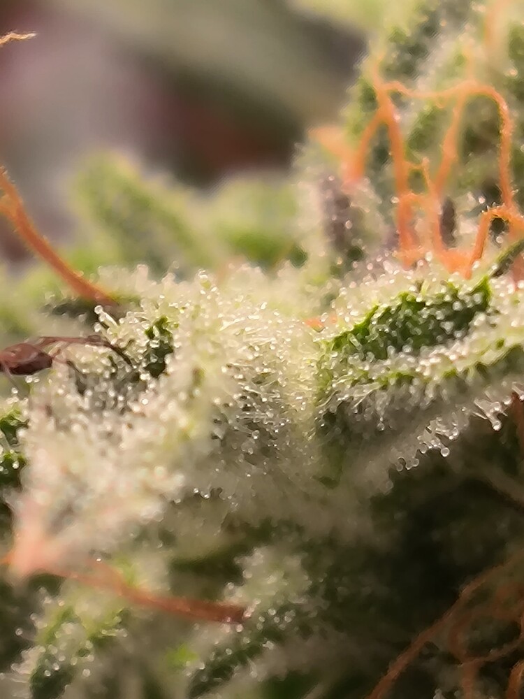 Nahaufnahme eines Cannabis-Buds mit vielen Trichomen und einigen orangefarbenen Stempeln.
