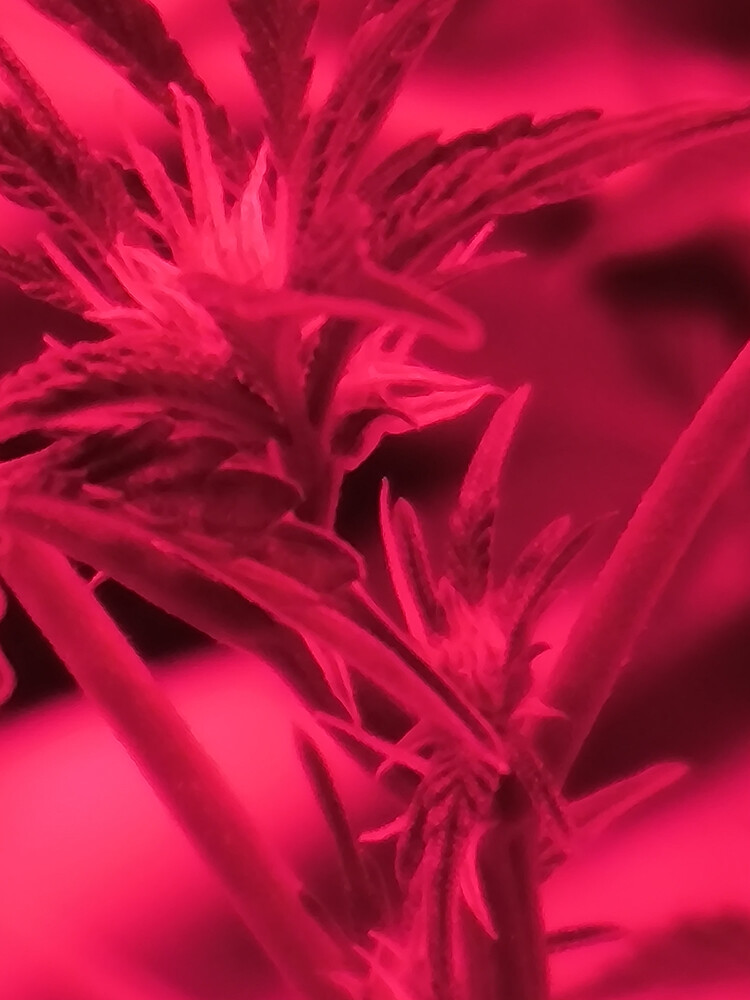 Growreport Bild 5