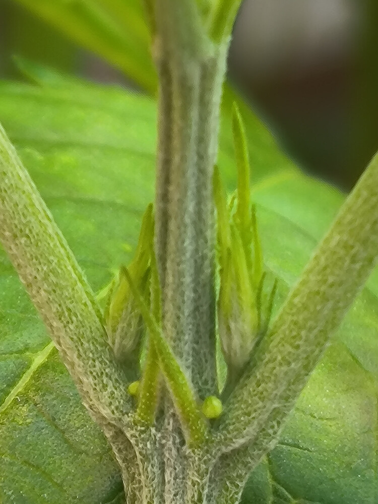 Growreport Bild 6