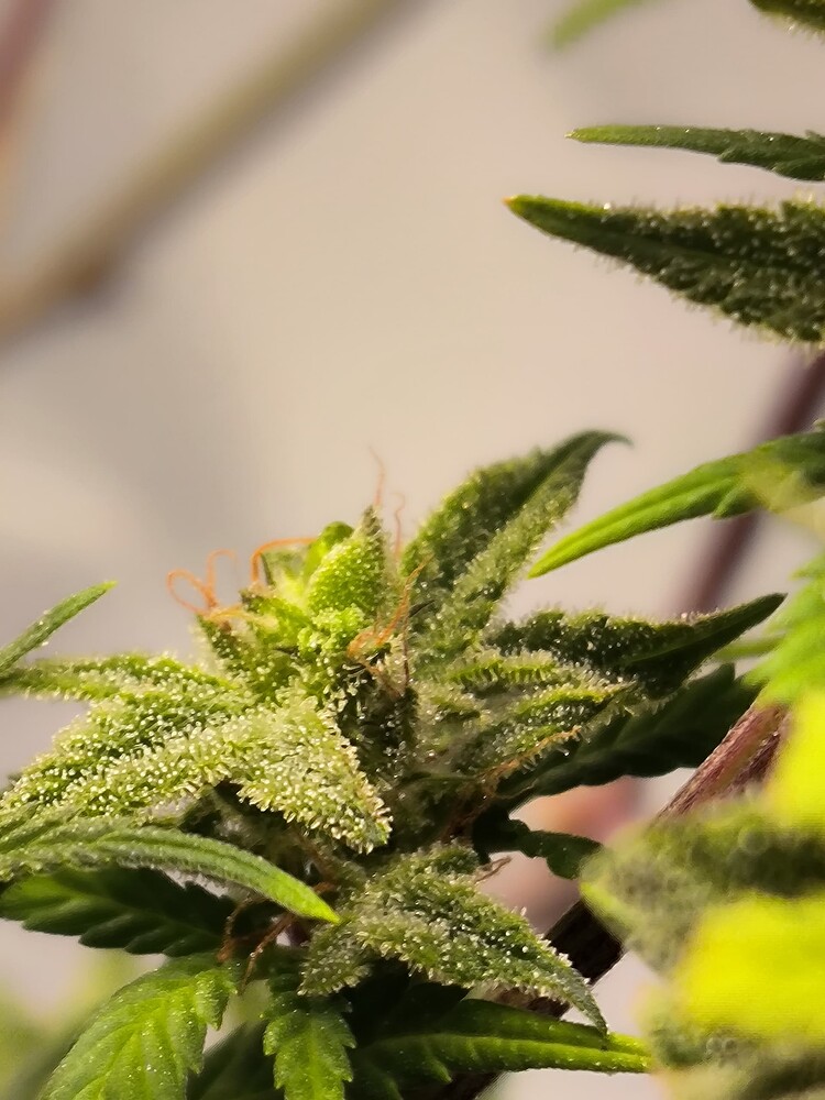 Nahaufnahme eines jungen Cannabis-Buds mit vielen Trichomen und einigen orangefarbenen Stempeln, umgeben von grünen Blättern.