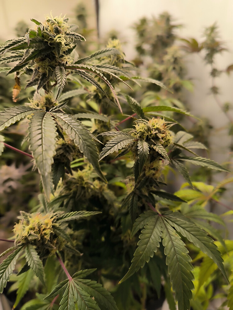 Growreport Bild 8