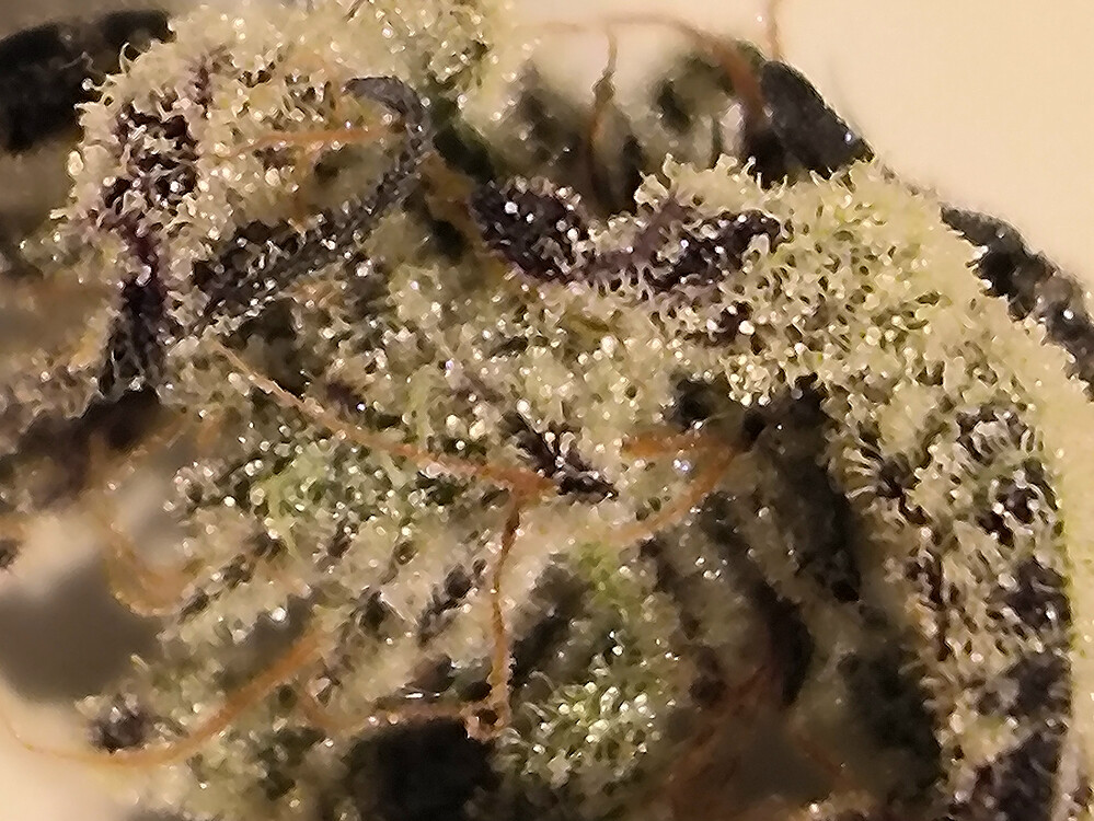 Growreport Bild 15