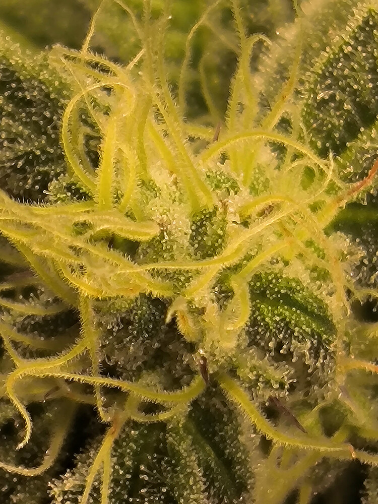 Growreport Bild 5