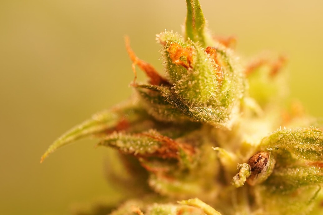 Growreport Bild 2