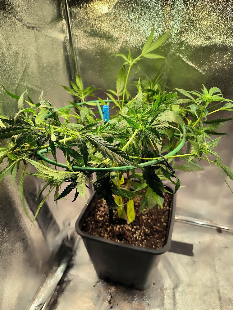 Eine junge Cannabis-Pflanze in einem schwarzen Topf, gestützt von einem grünen Ring, in einer Growbox.