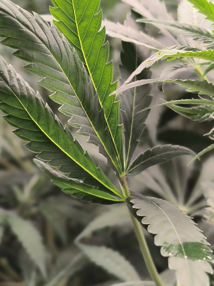 Growreport Bild 17