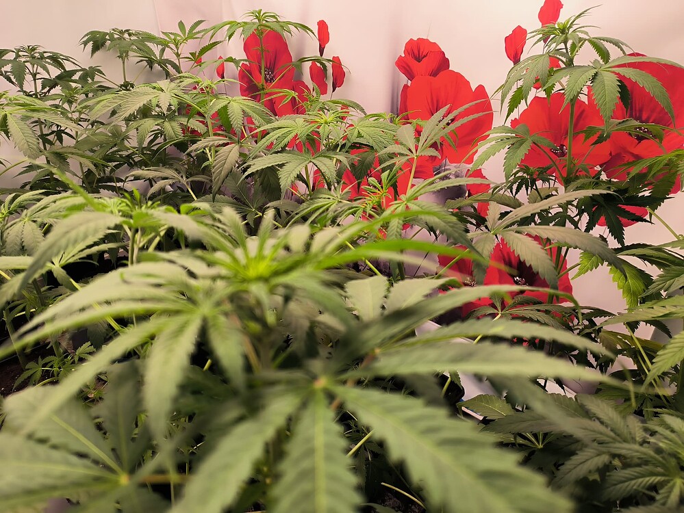 Mehrere junge Cannabis-Pflanzen in der Wachstumsphase, dicht beieinander stehend, mit grünen Blättern und Stängeln. Im Hintergrund sind rote Mohnblumen-Muster auf einer weißen Wand zu sehen.