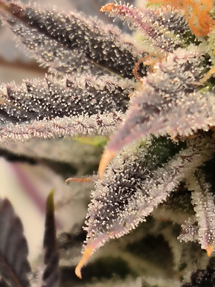 Growreport Bild 6