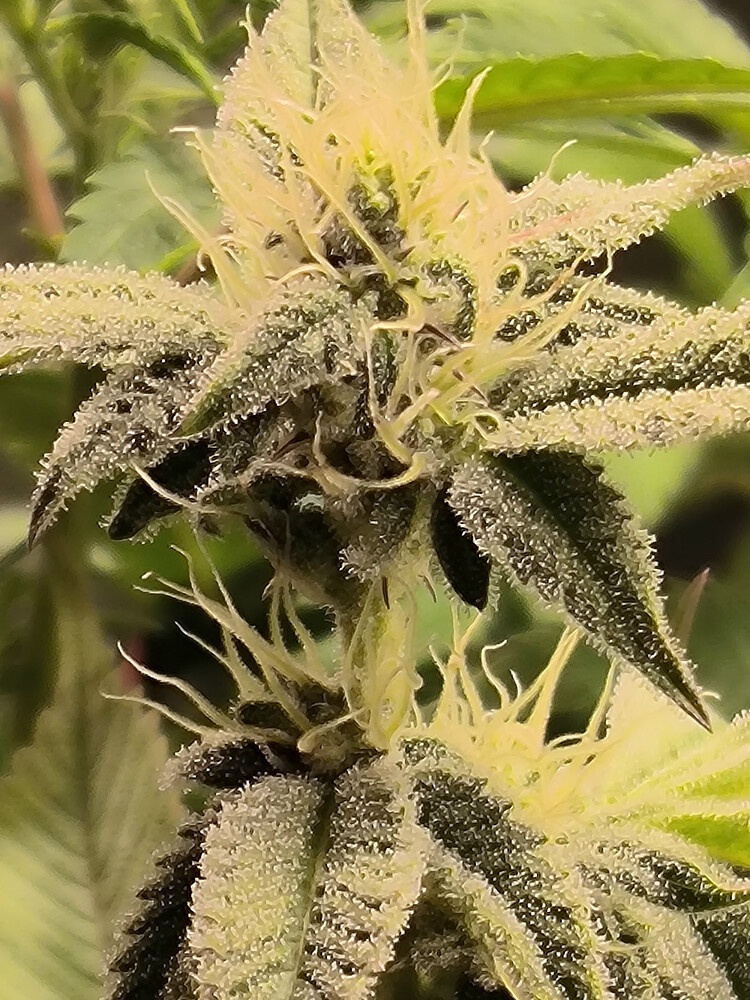 Growreport Bild 7