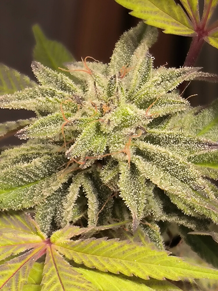 Growreport Bild 2