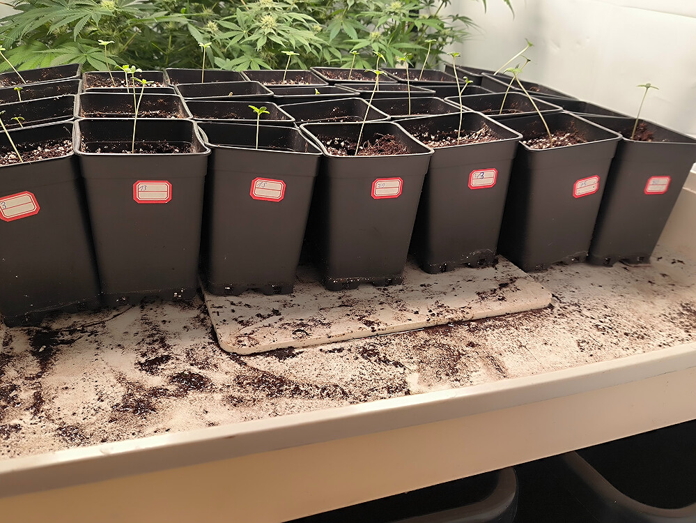 Growreport Bild 4