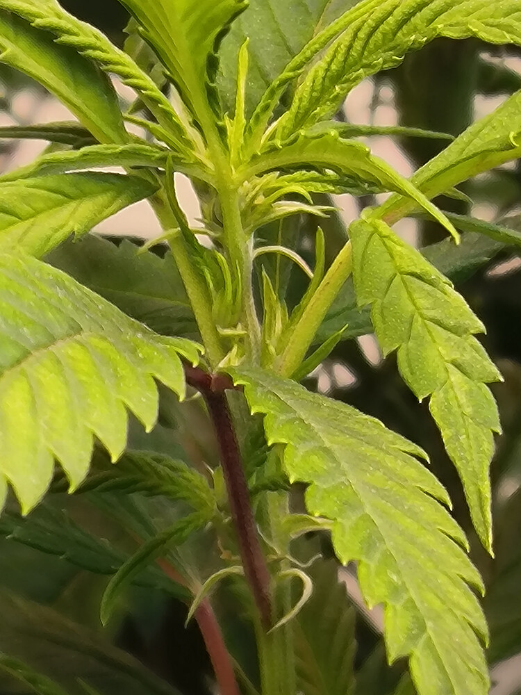 Growreport Bild 3
