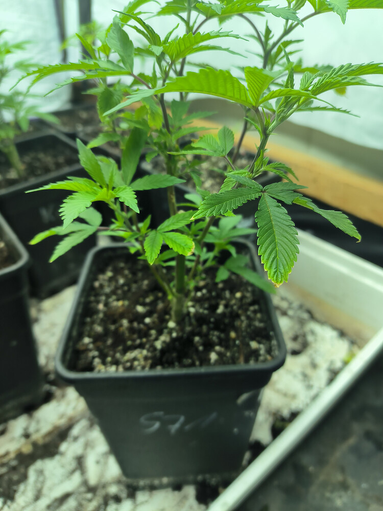 Growreport Bild 39
