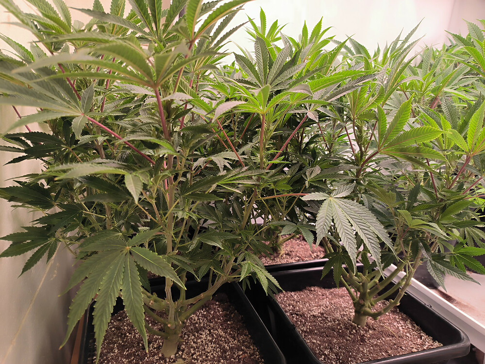 Growreport Bild 15