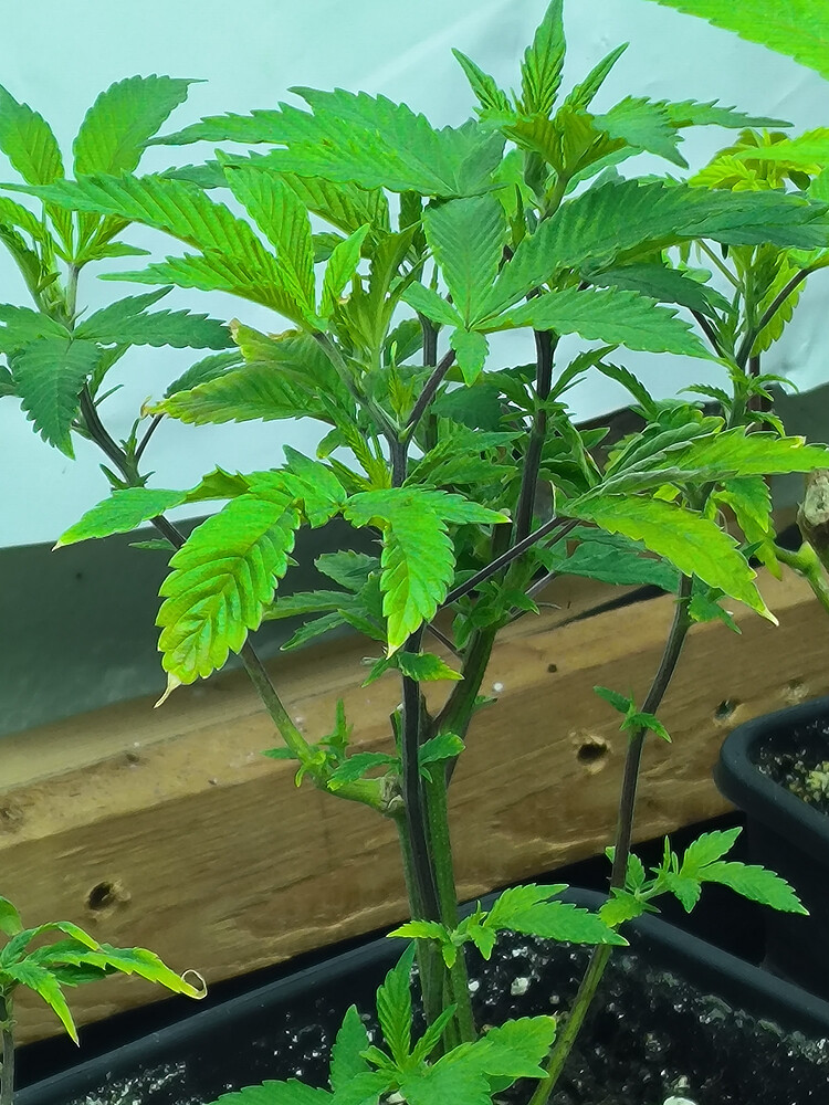 Growreport Bild 3