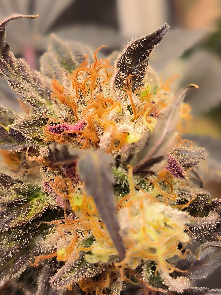 Growreport Bild 13