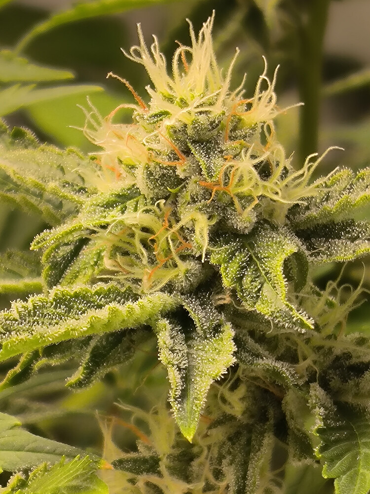 Growreport Bild 8
