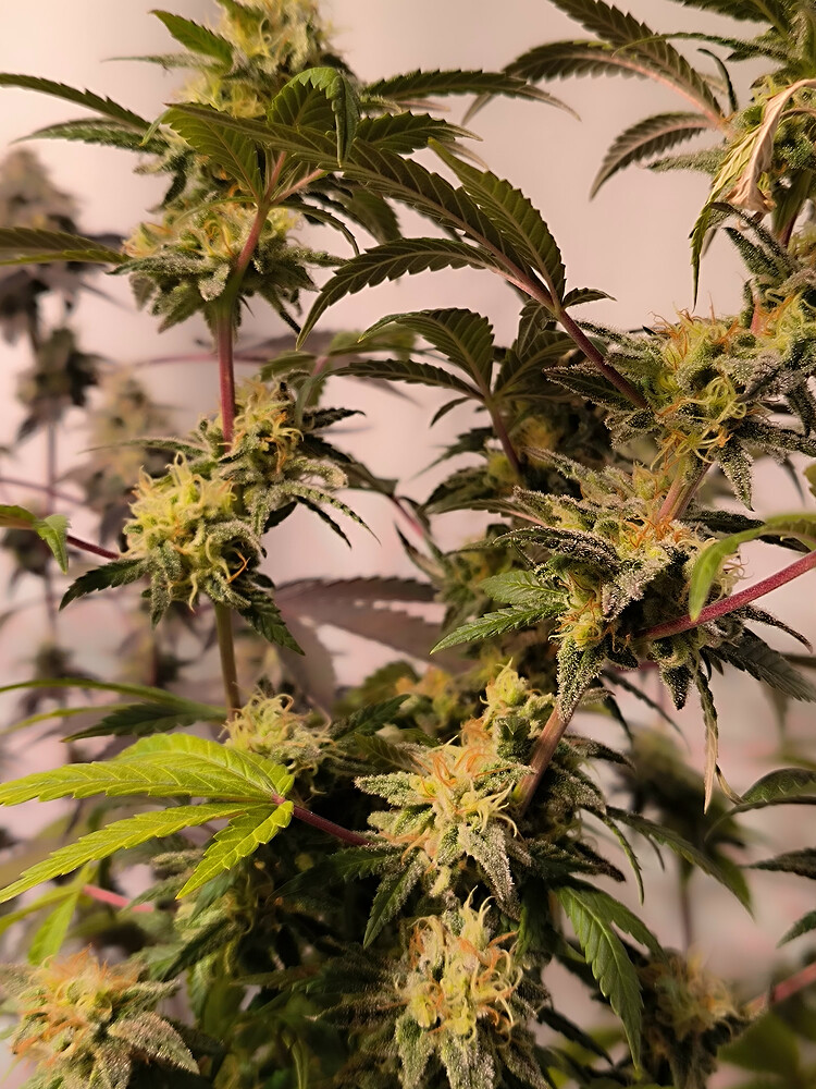 Growreport Bild 7