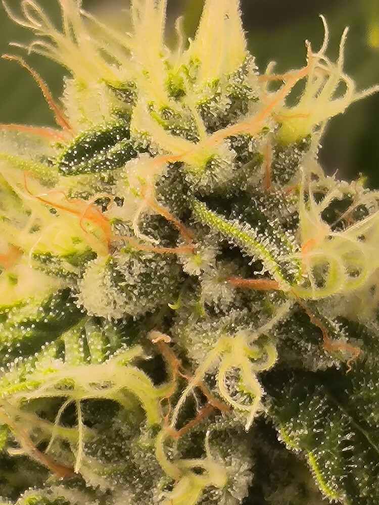 Growreport Bild 9