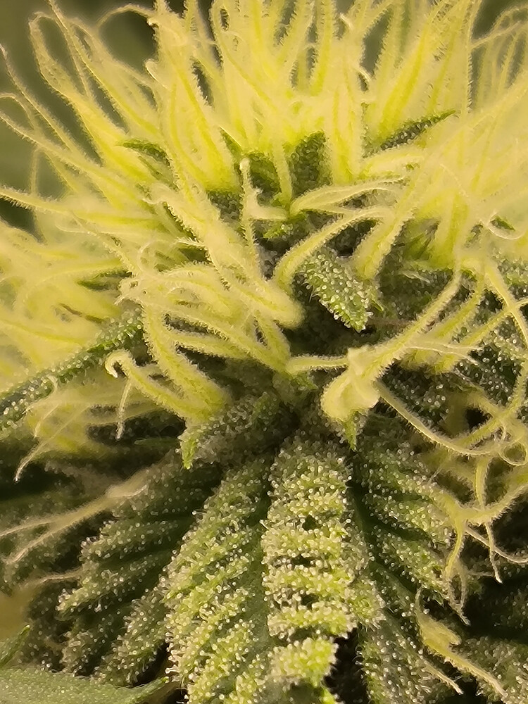 Growreport Bild 1