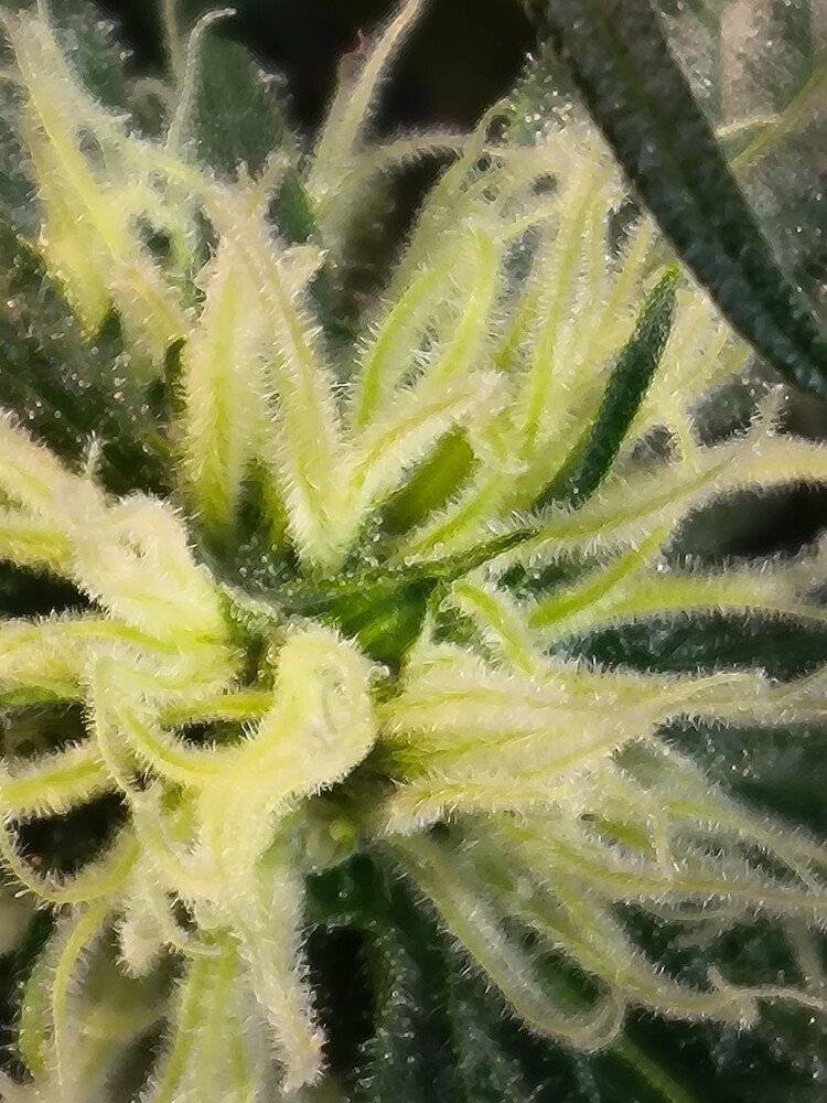 Growreport Bild 4