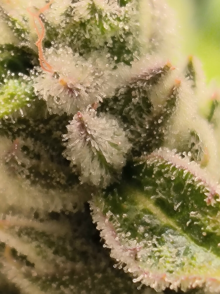Growreport Bild 5