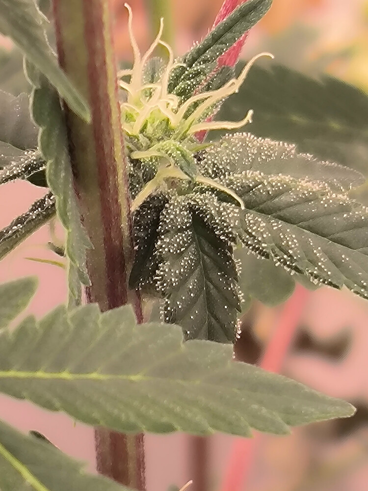 Growreport Bild 4