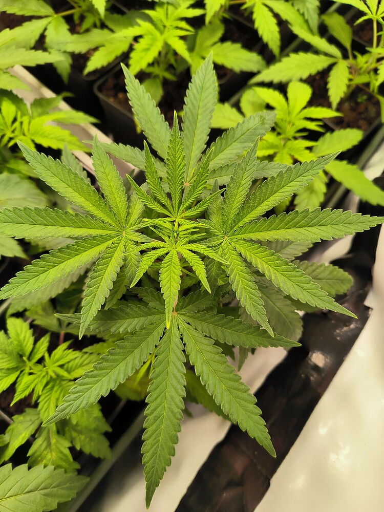 Eine junge Cannabis-Pflanze mit mehreren Fingern an ihren Blättern steht im Vordergrund, umgeben von weiteren jungen Pflanzen in Töpfen.