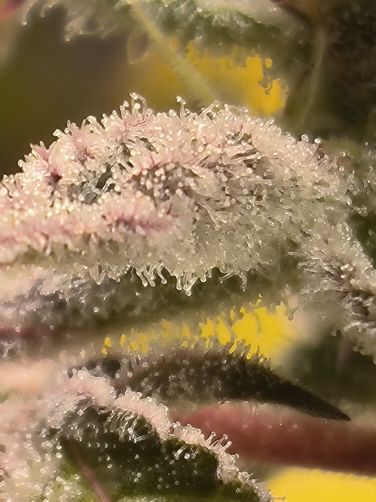 Growreport Bild 6