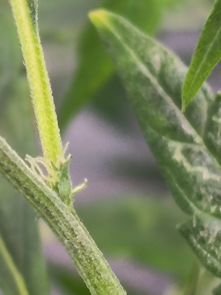 Growreport Bild 2