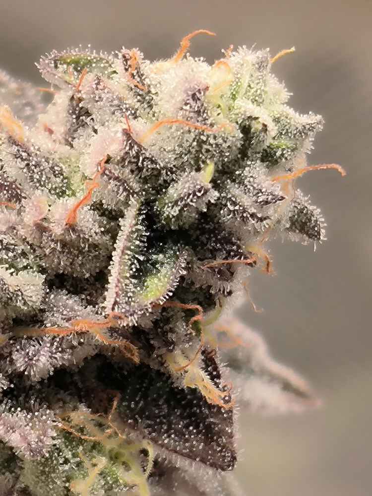 Growreport Bild 15