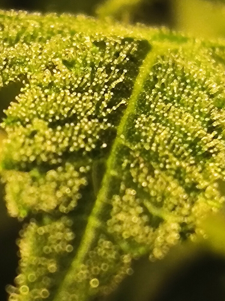 Growreport Bild 11