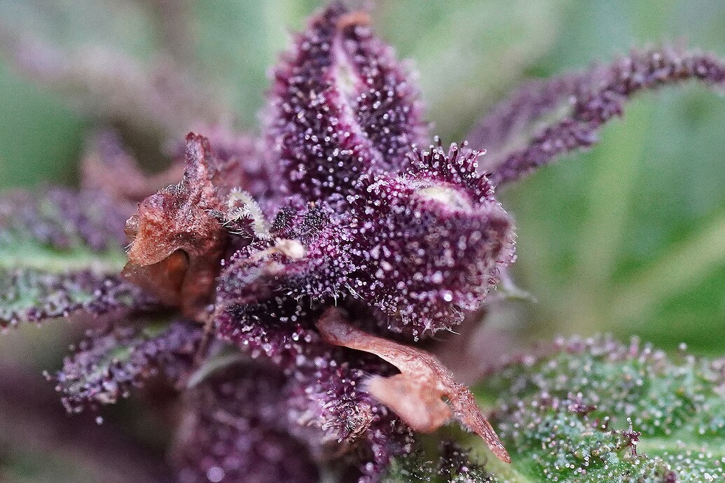 Growreport Bild 5