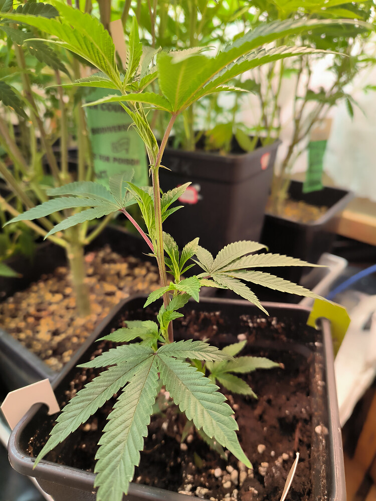 Growreport Bild 5