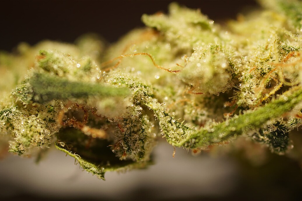 Growreport Bild 5