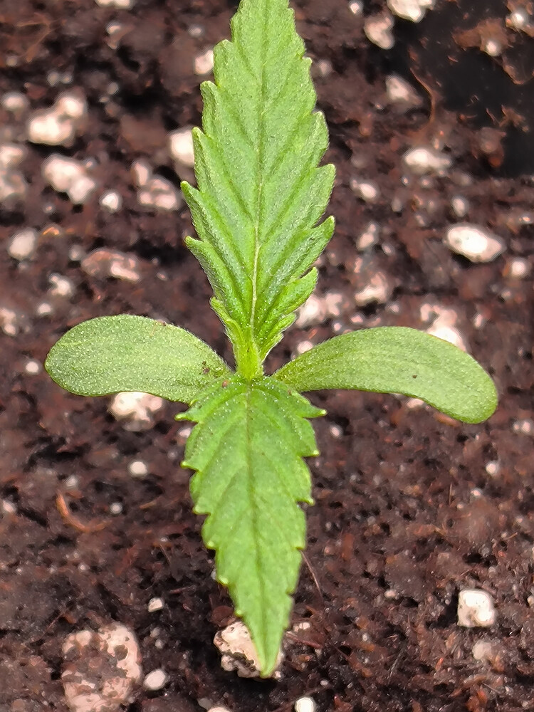 Growreport Bild 11