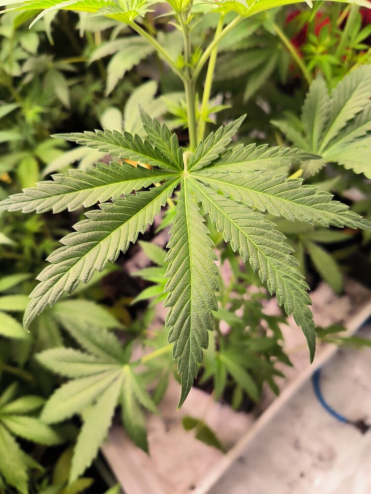 Nahaufnahme eines Cannabis-Blattes in der Wachstumsphase, mit anderen Pflanzen im Hintergrund.